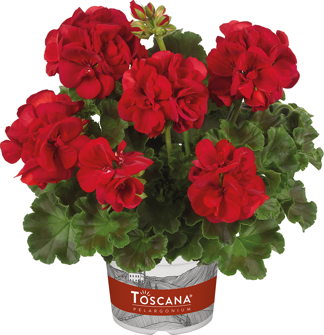 01 10114 pelargonium zonale toscana trend sophie dark red tc0600 01 10114 pelargonium zonale toscana trend sophie dark red tc0600