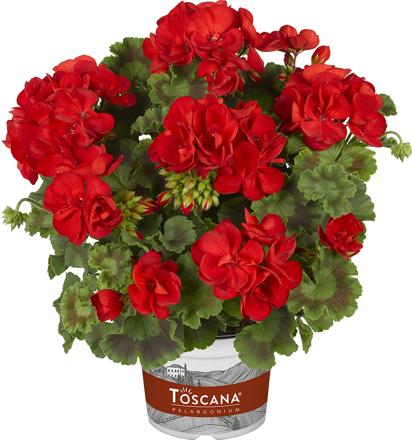 02 10140 pelargonium zonale toscana trend julia red 02 10140 pelargonium zonale toscana trend julia red