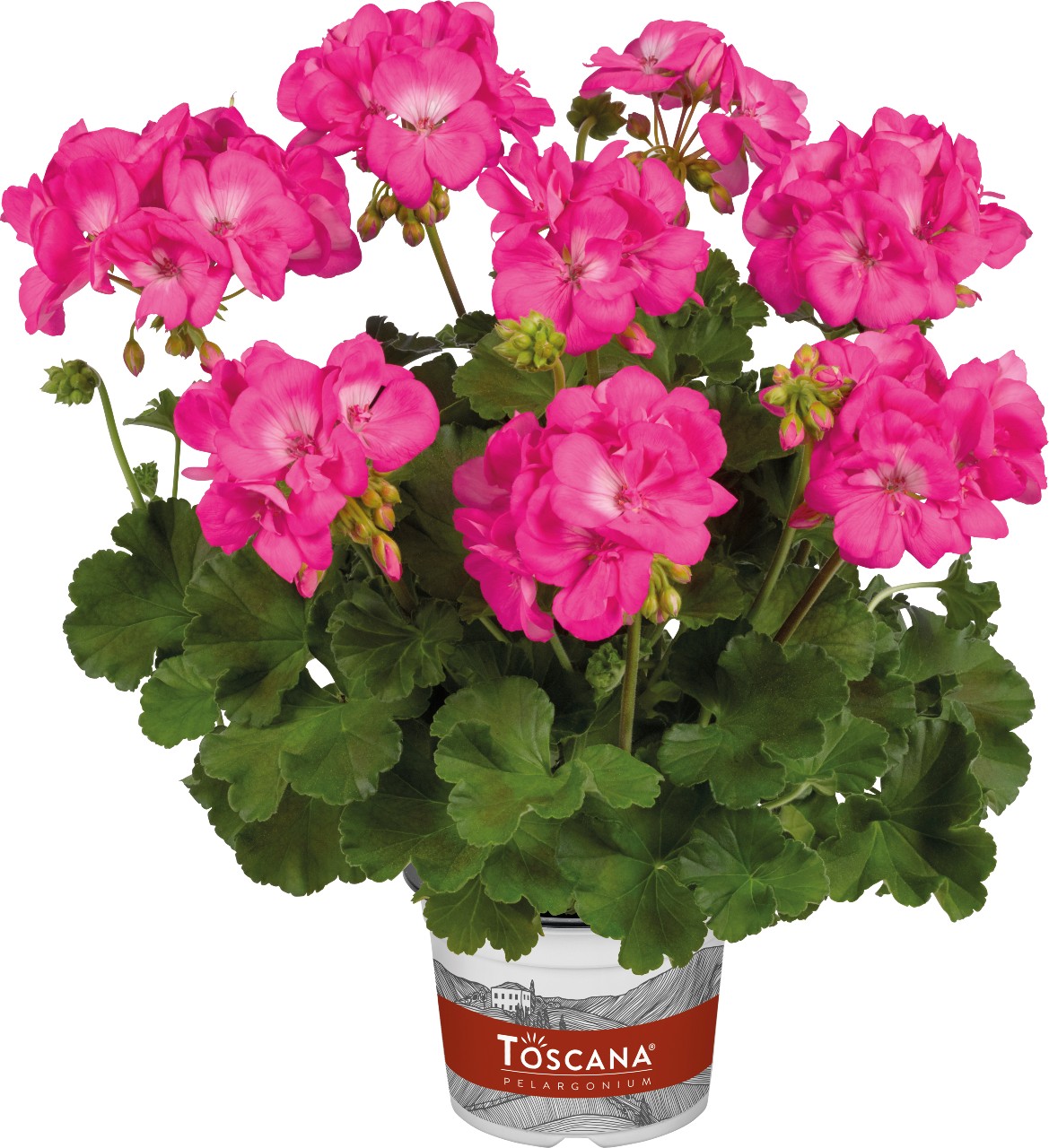 03 10106 toscana galaxy rose 03 10106 toscana galaxy rose