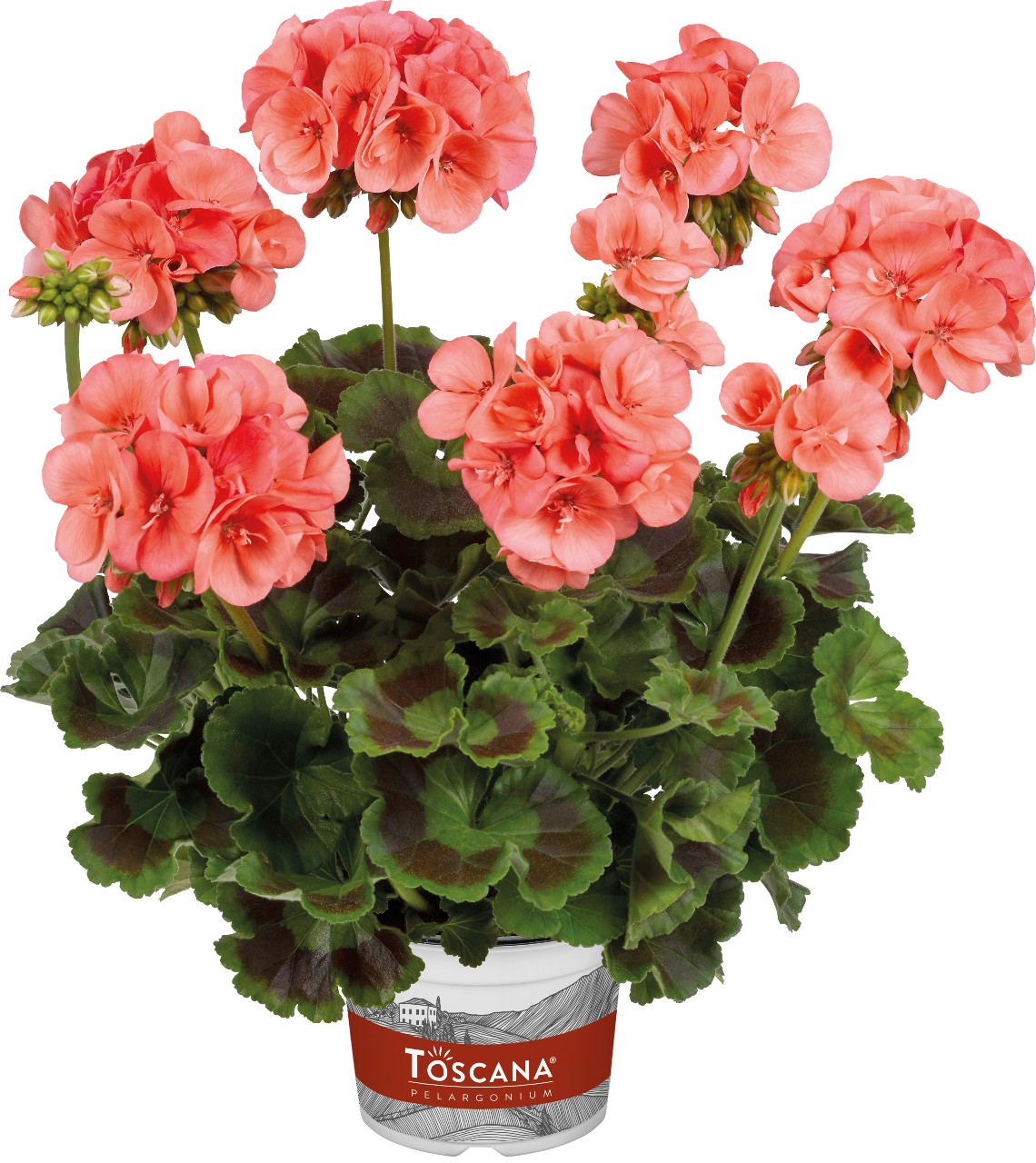 04 10107 toscana galaxy salmon 04 10107 toscana galaxy salmon