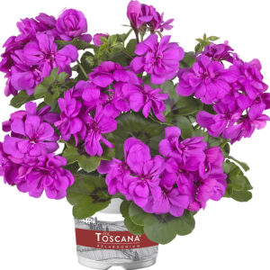 05 13131 pelargonium peltatum toscana big5 amy amethyst impr