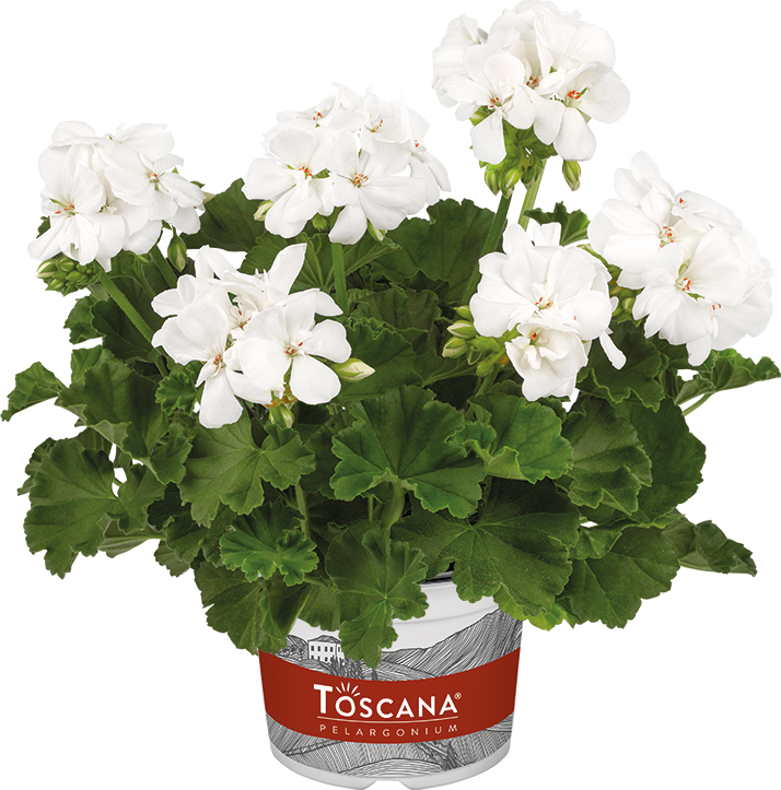 10110 pelargonium interspecific toscana galaxy white impr pl1900098 10110 pelargonium interspecific toscana galaxy white impr pl1900098