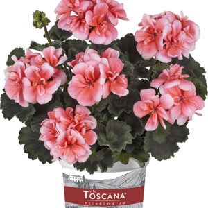 11119 pelargonium zonale toscana dolce vita milou light salmon