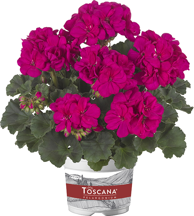 11120 pelargonium zonale toscana castello lea violet (1) 11120 pelargonium zonale toscana castello lea violet (1)