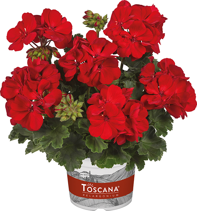 pelargonium x zonale; castello insp dark red pl200057 pelargonium x zonale; castello insp dark red pl200057