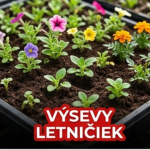 Výsevy letničiek