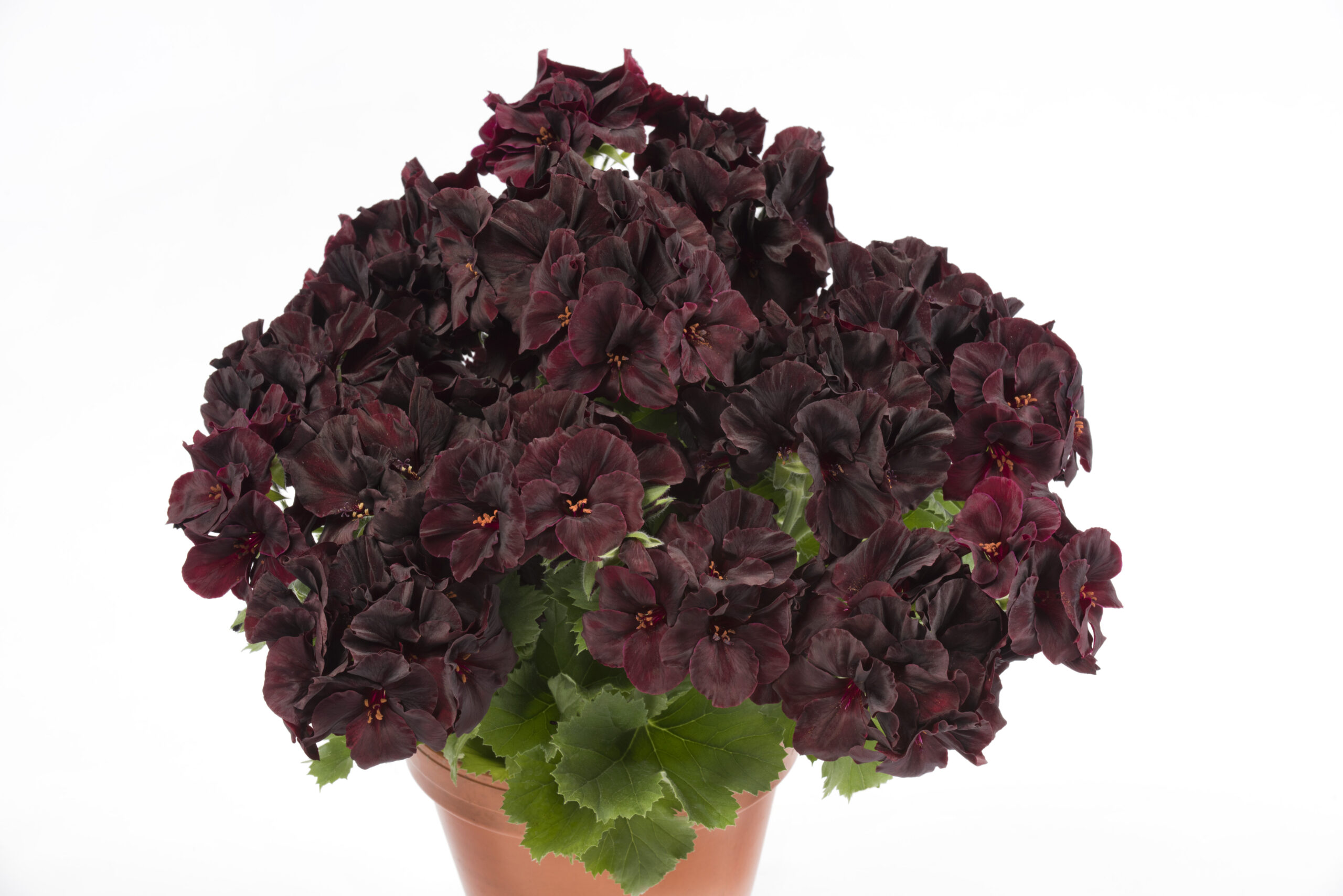 aristo black velvet 13615 hoehler aristo black velvet 13615 hoehler