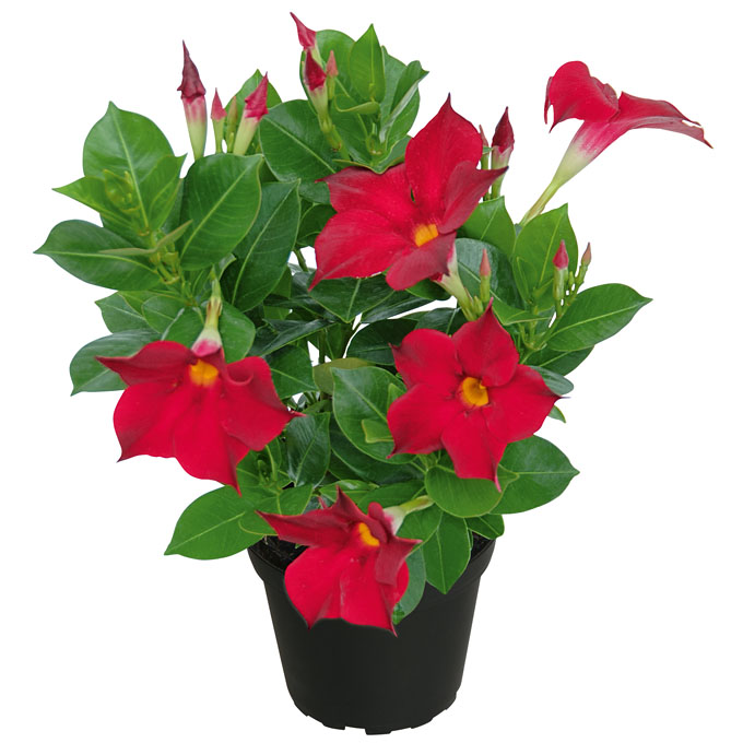 dipladenia bella compact red dipladenia bella compact red