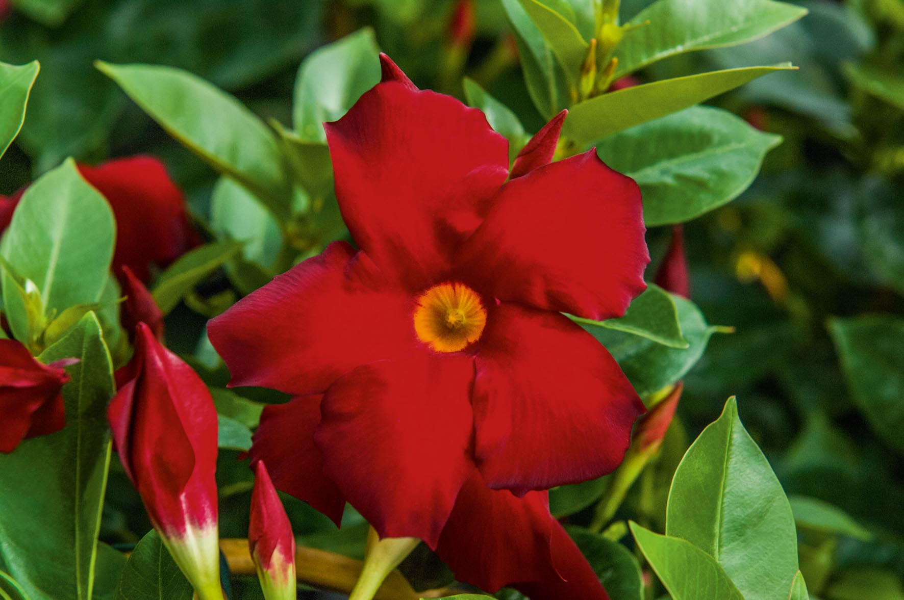 bella red bolero bella red bolero