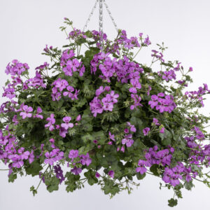 happy face lilac ampel 10119 pac elsner