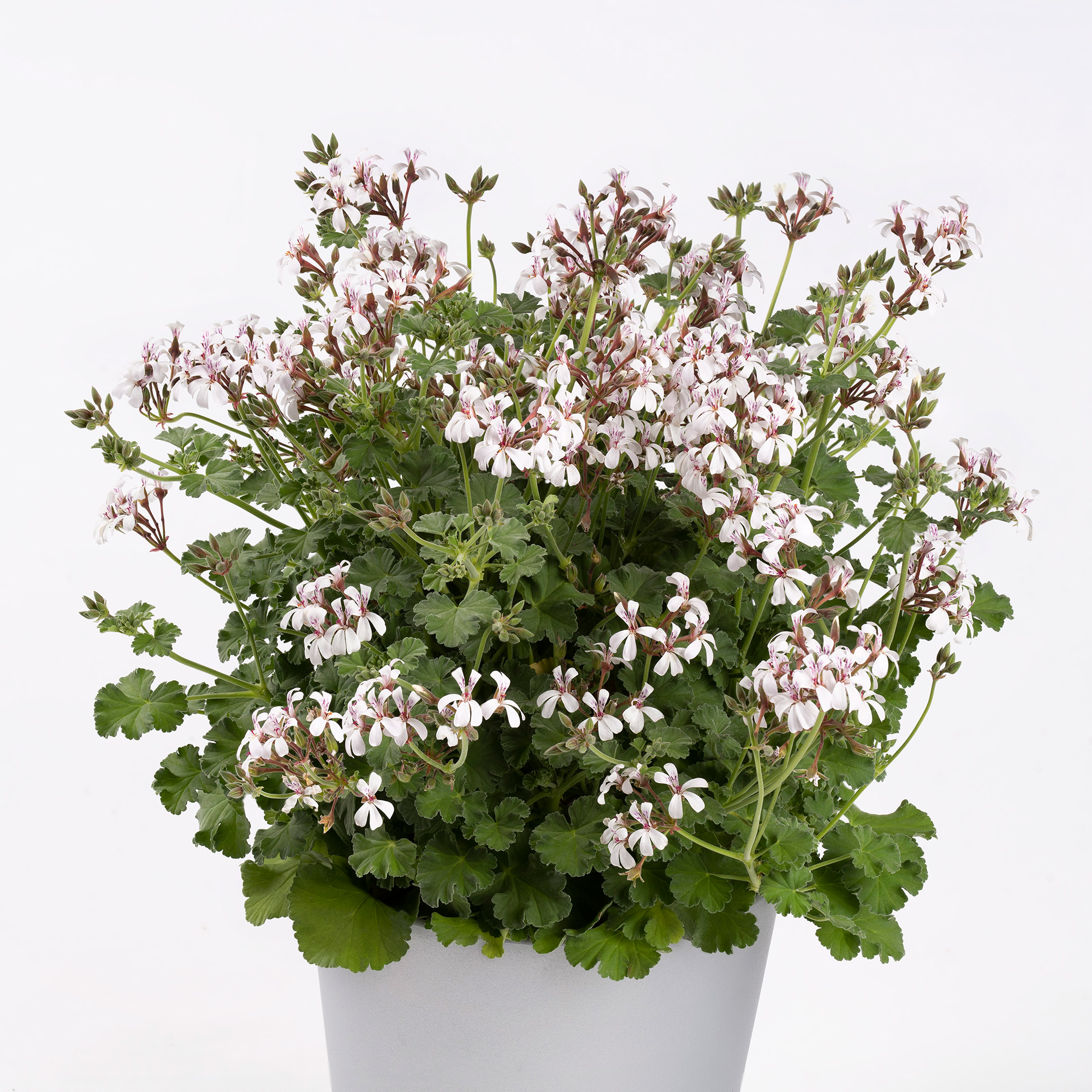 p fragrans 14003 gesamtpflanze rgb p fragrans 14003 gesamtpflanze rgb