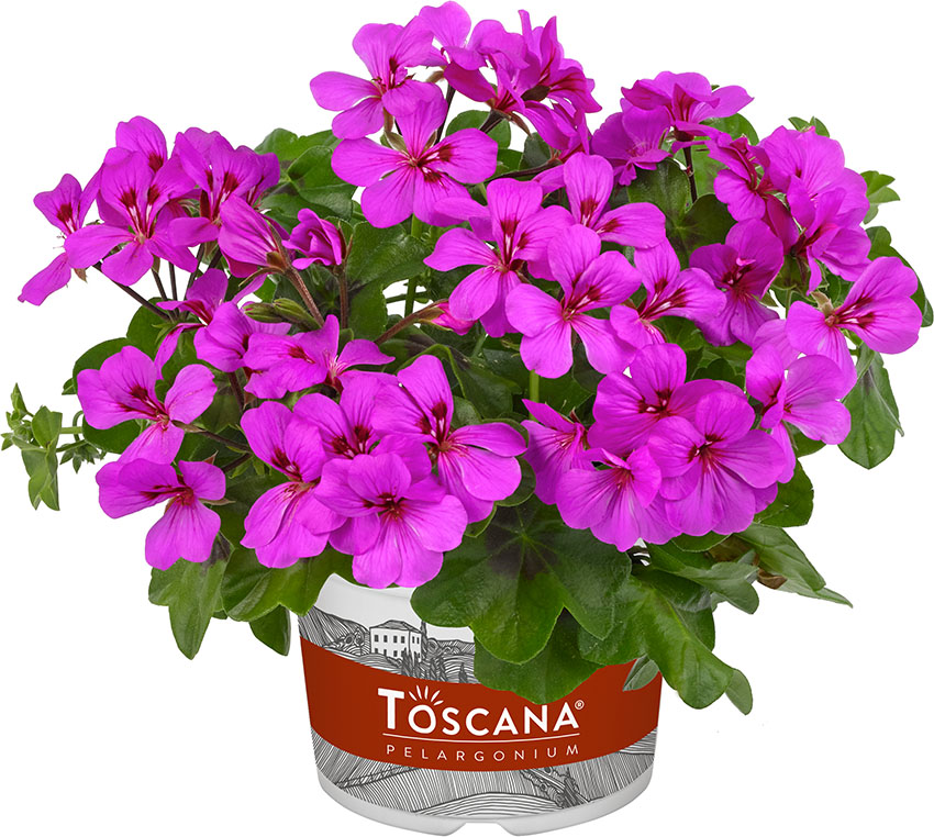 pelargonium peltatum; toscana rainbow amethyst; 34888 pelargonium peltatum; toscana rainbow amethyst; 34888