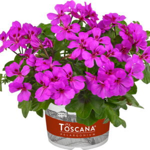 pelargonium peltatum; toscana rainbow amethyst; 34888