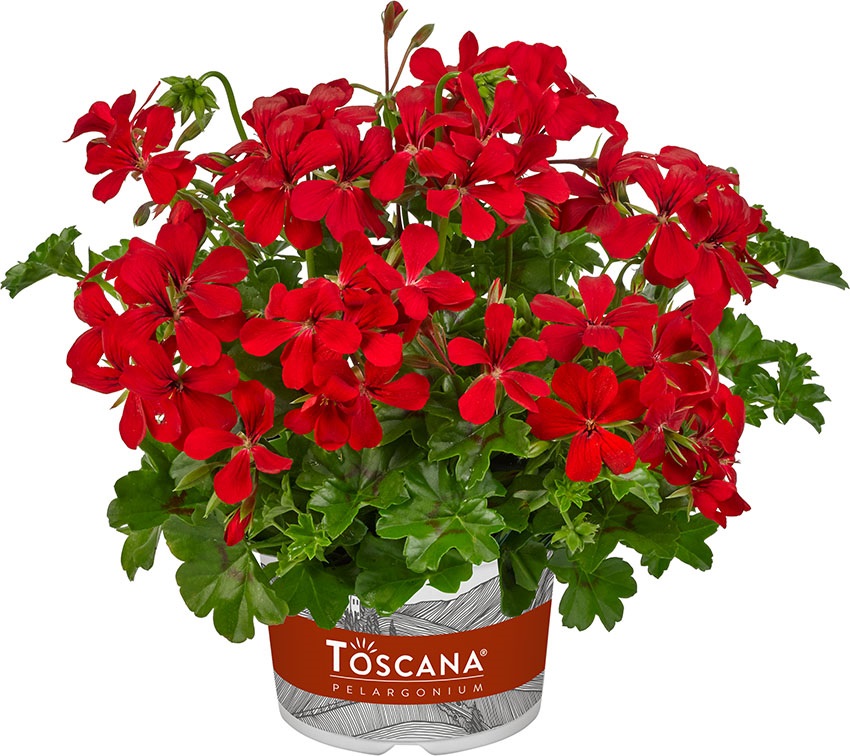 pelargonium peltatum; toskana; rainbow red; 34890; pelargonium peltatum; toskana; rainbow red; 34890;