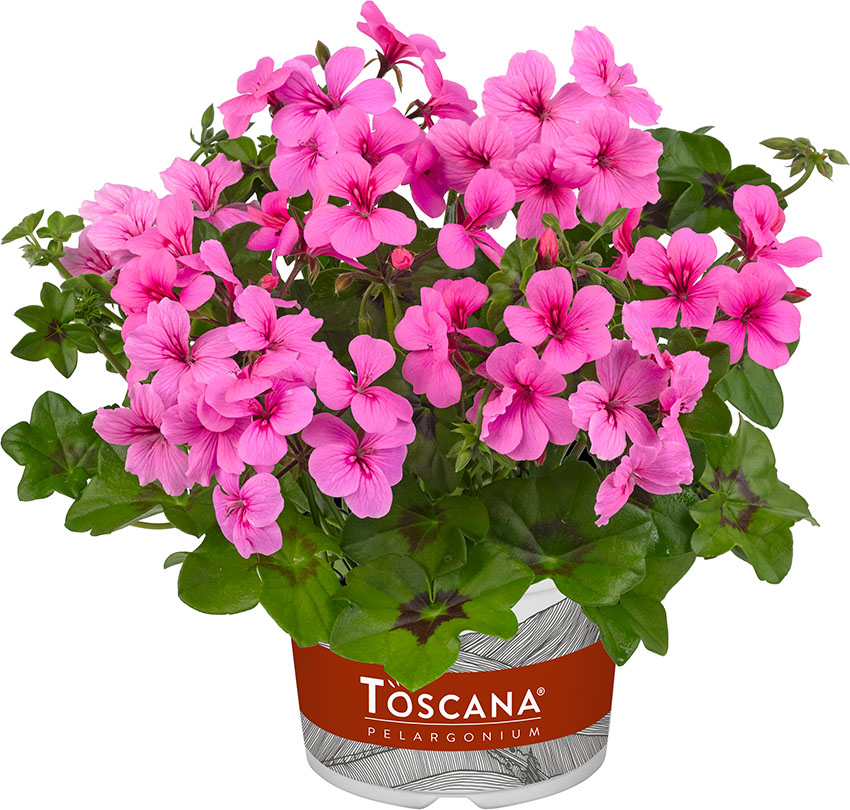 pelargonium peltatum; toscana; rainbow pink light (rose)" 34891; pelargonium peltatum; toscana; rainbow pink light (rose)" 34891;