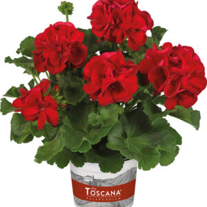 pelargonium zonale 10154 toscana galaxy red impr 44226 (1)