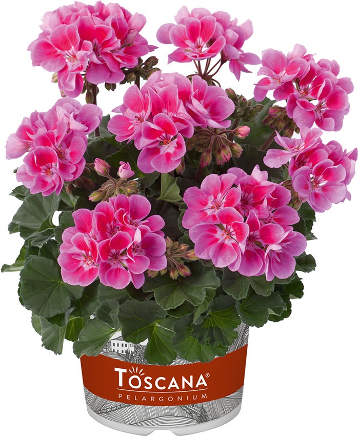 copyright floramedia database bv pesetaweg 35 2153 pj nieuw vennep copyright floramedia database bv pesetaweg 35 2153 pj nieuw vennep