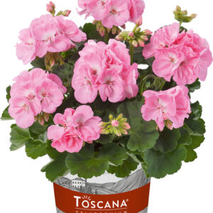 copyright floramedia database bv pesetaweg 35 2153 pj nieuw vennep