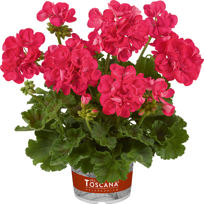 pelargonium zonale, trend, hanna hot pink impr. pelargonium zonale, trend, hanna hot pink impr.