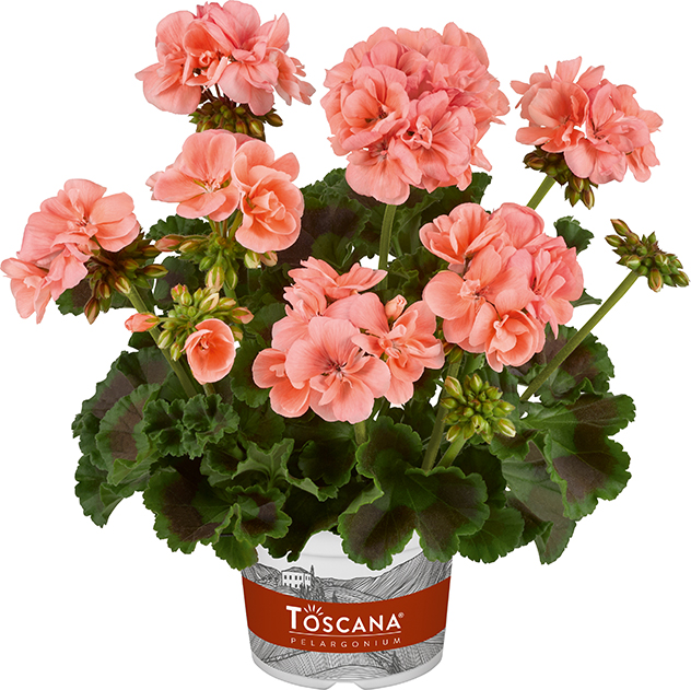 pelargonium zonale toscana trend tine salmon 10184 lowres rgb pelargonium zonale toscana trend tine salmon 10184 lowres rgb