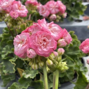 rose blossom
