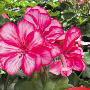 top allegria pink mex (31)