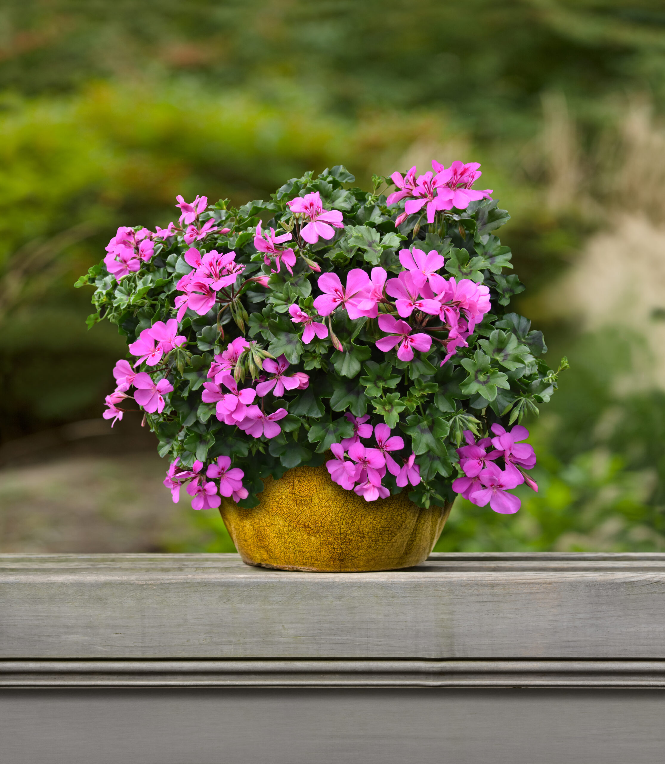 top balcon amethyst top balcon amethyst