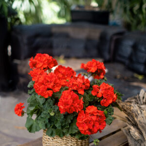 top conte scarlet stimmung (7)