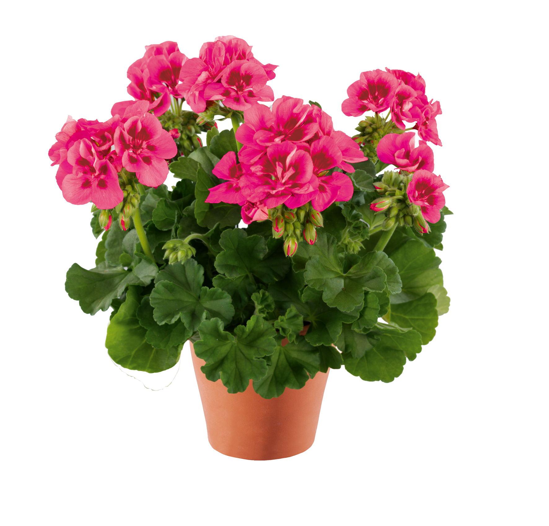 top dolomites mystic rose (pelzo 20317) top dolomites mystic rose (pelzo 20317)