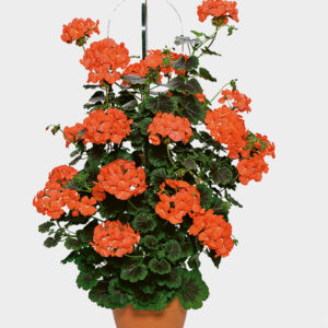 pac antik orange 10414 02
