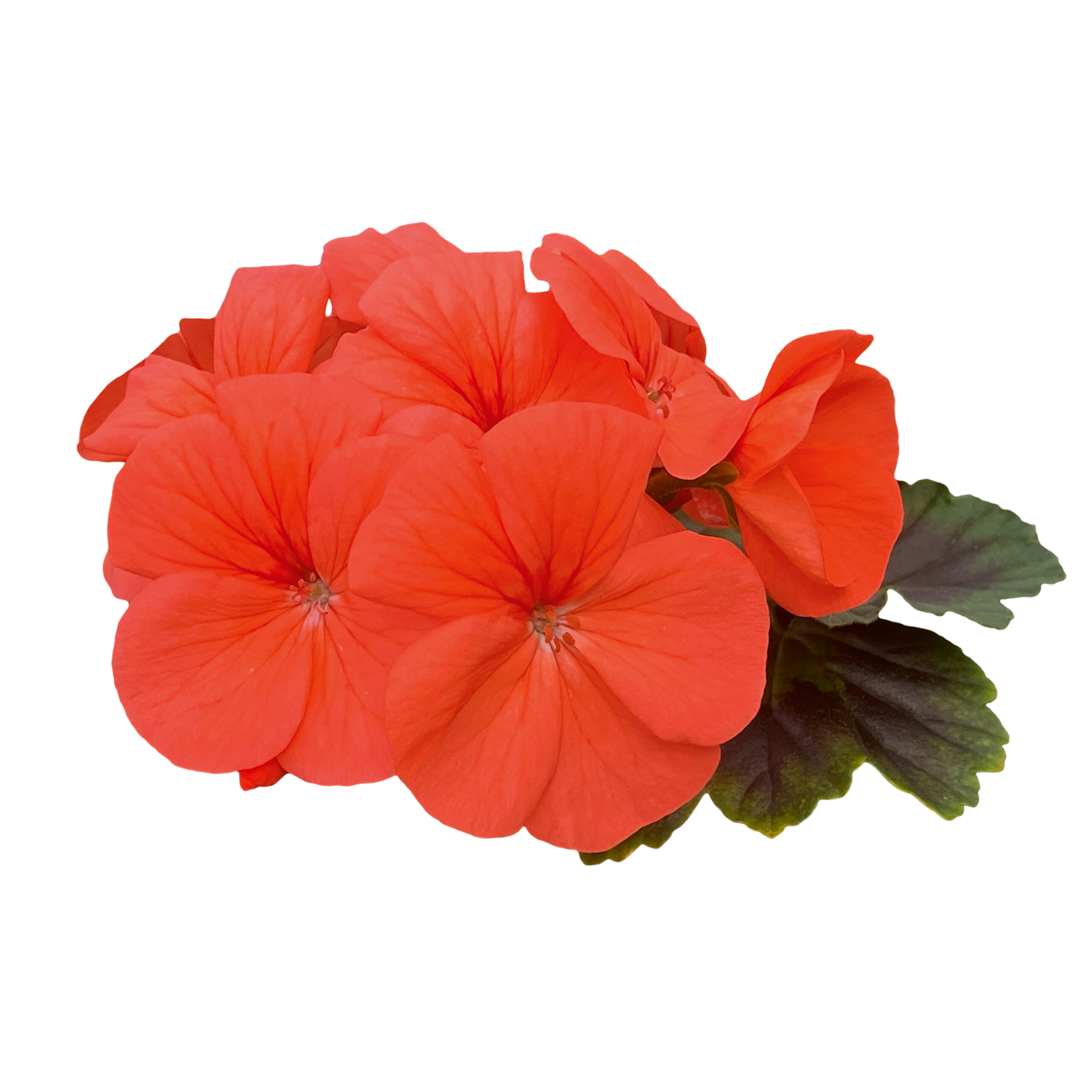 pac antik orange 10414 2255 bluete cmyk pac antik orange 10414 2255 bluete cmyk