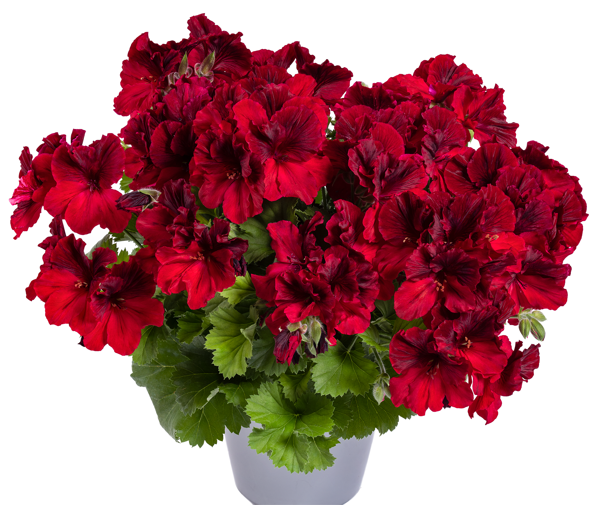 pac aristo deep red 13612 p17743 dsc5068 71 freisteller rgb pac aristo deep red 13612 p17743 dsc5068 71 freisteller rgb
