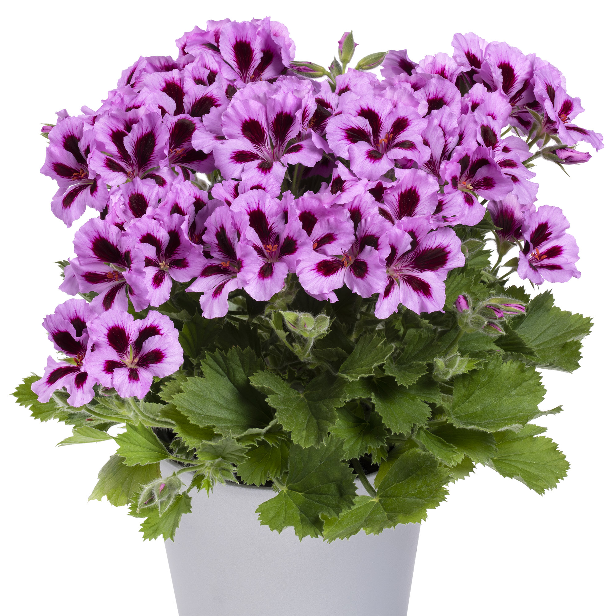 pac aristo lilac purple 13626 freisteller rgb pac aristo lilac purple 13626 freisteller rgb