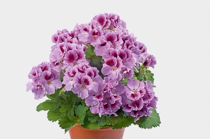 pac aristo orchid 13608 03 pac aristo orchid 13608 03