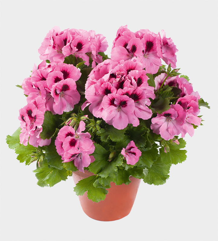 pac aristo pink 13610 01 pac aristo pink 13610 01