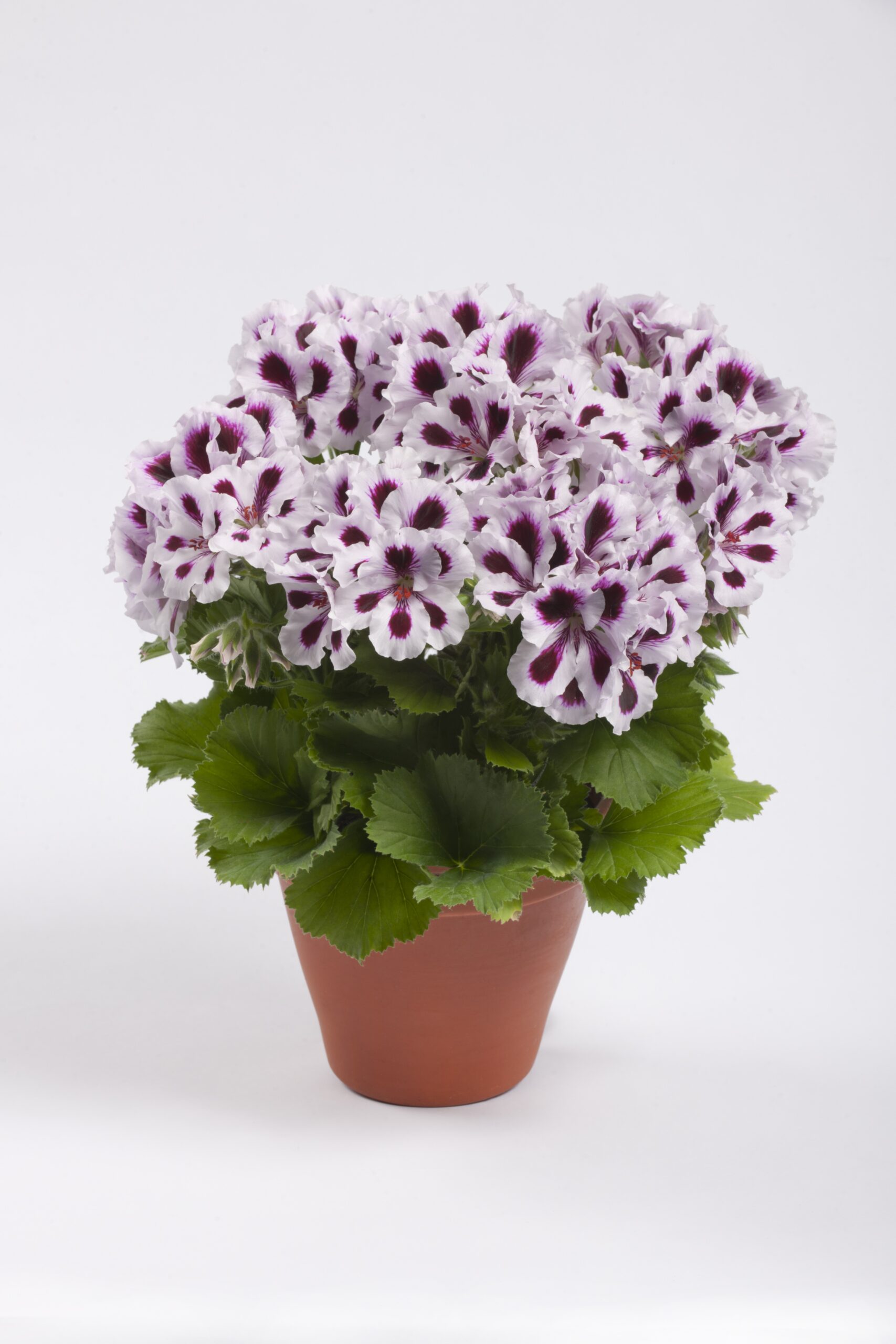 pac aristo purple stripes 13638 pac aristo purple stripes 13638