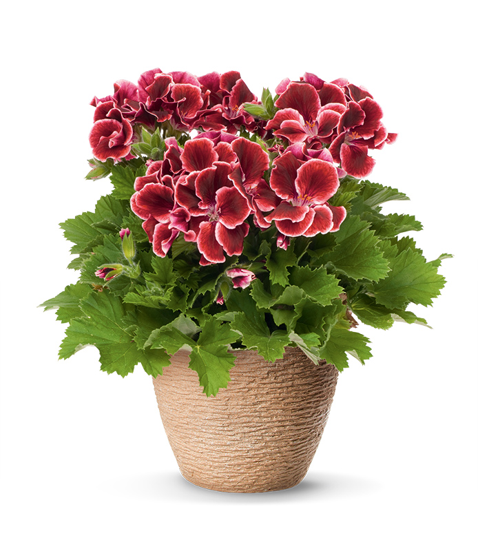 pac aristo red beauty 13607 01 pac aristo red beauty 13607 01