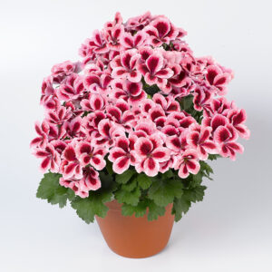 pac aristo strawberry cream 13641 02