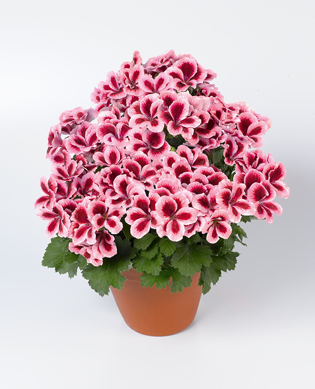 pac aristo strawberry cream 13641 02 pac aristo strawberry cream 13641 02