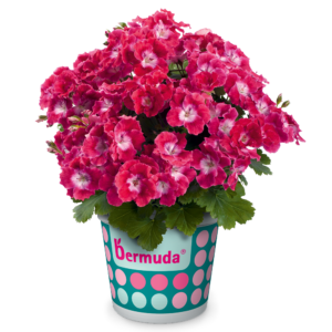 pac bermuda cherry 13754