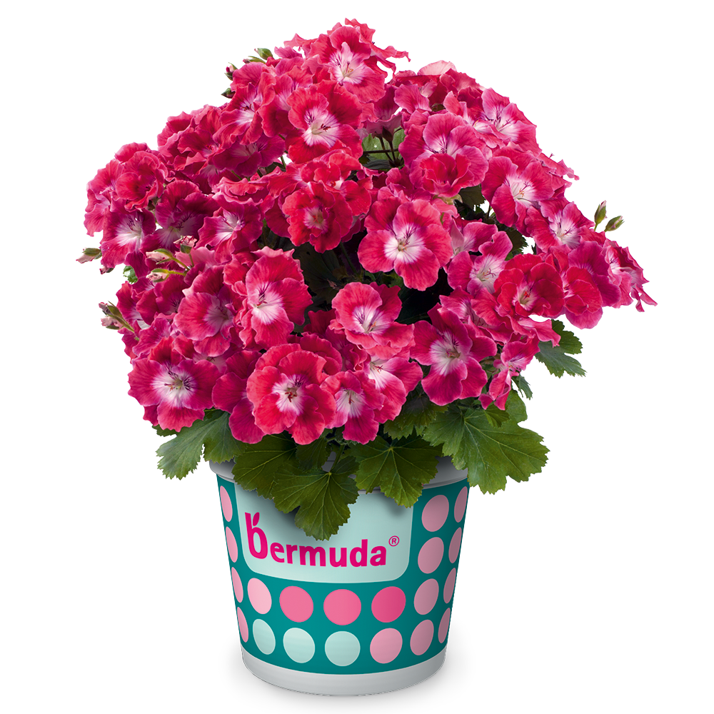 pac bermuda cherry 13754 pac bermuda cherry 13754