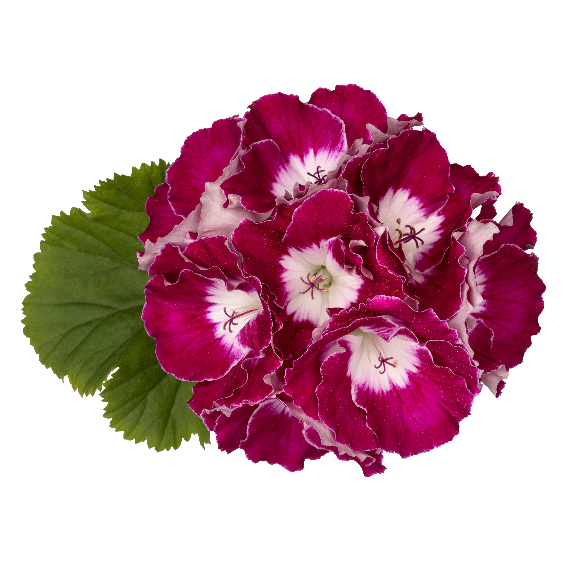 pac bermuda purple 13759 bluete web pac bermuda purple 13759 bluete web