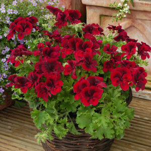 pac candy flowers dark red 13703 gartenmotiv
