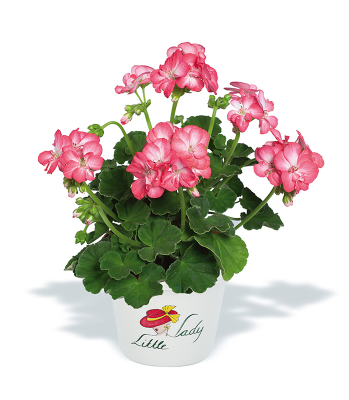 pac little lady bicolor 10435 01