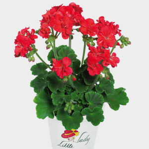 pac little lady scarlet 10432