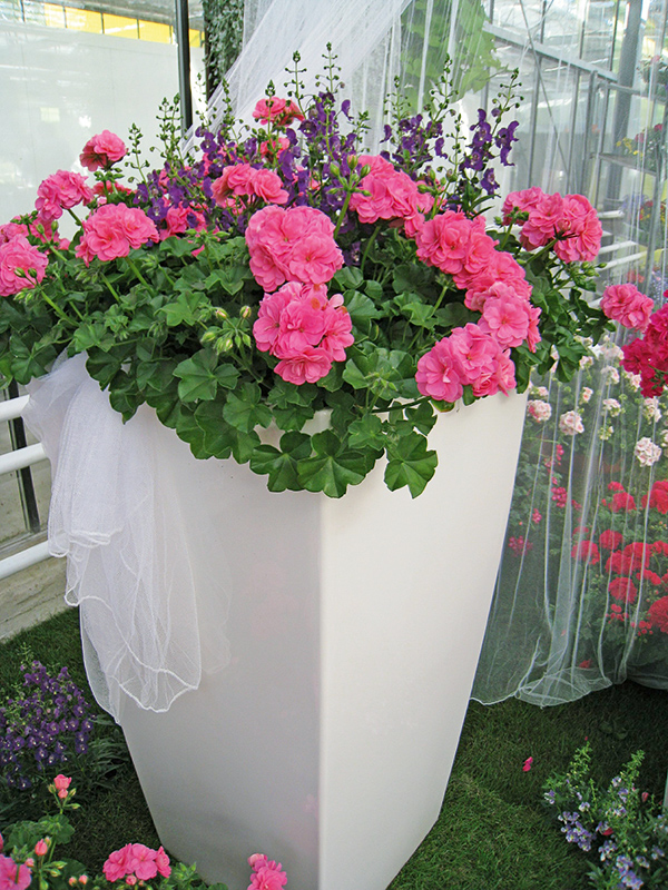 pac pink sybil 10116 gartenmotiv pac pink sybil 10116 gartenmotiv