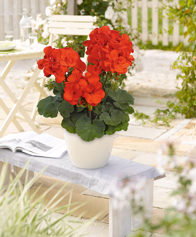 pac shocking orange 10212 gartenmotiv pac shocking orange 10212 gartenmotiv