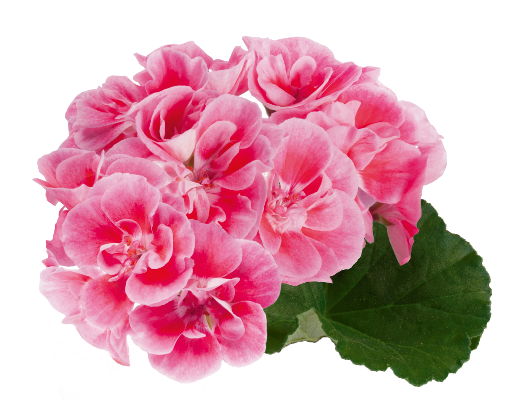 pac spanish wine rose 10546 bluete cmyk pac spanish wine rose 10546 bluete cmyk