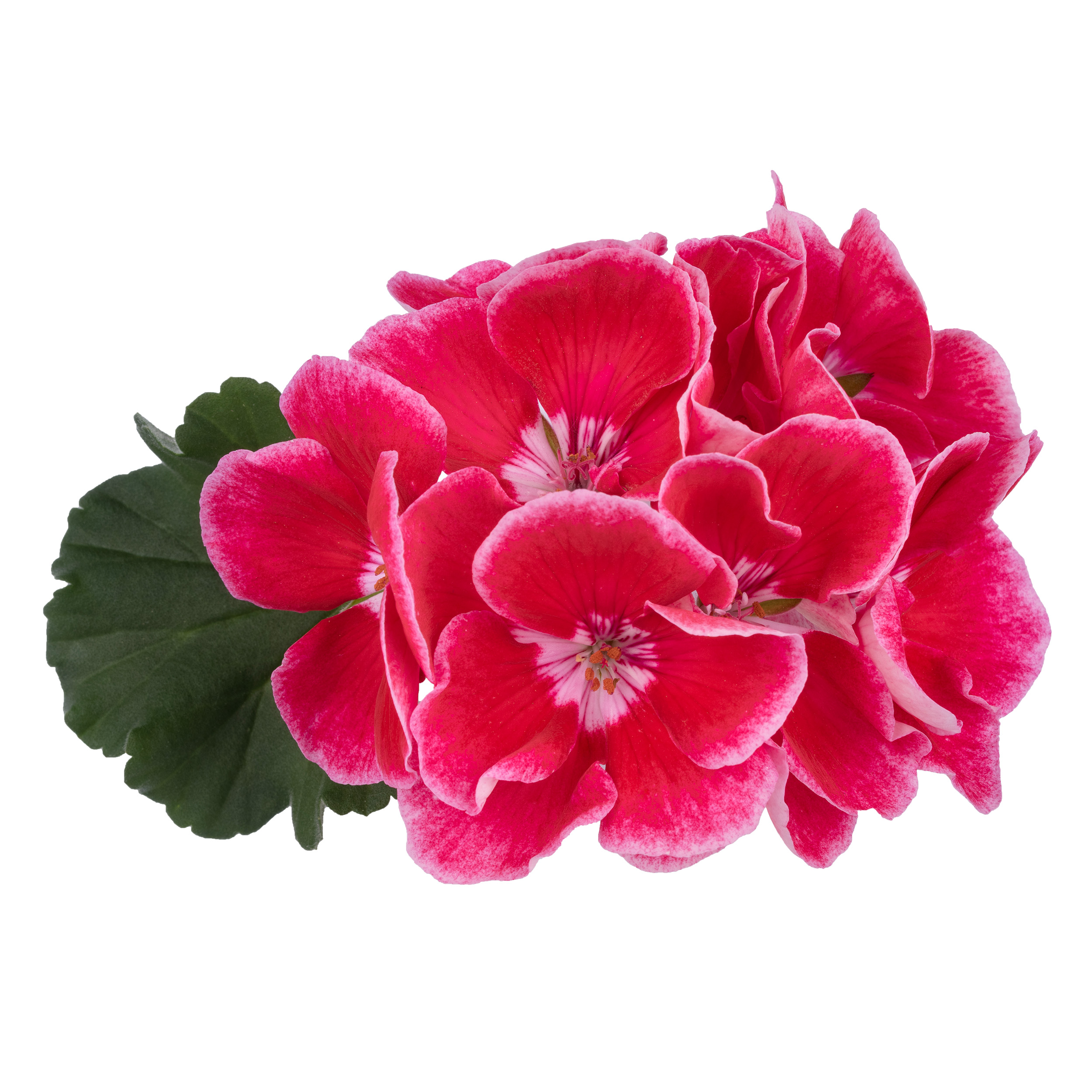 pac spanish wine red 10523 blüte rgb pac spanish wine red 10523 blüte rgb