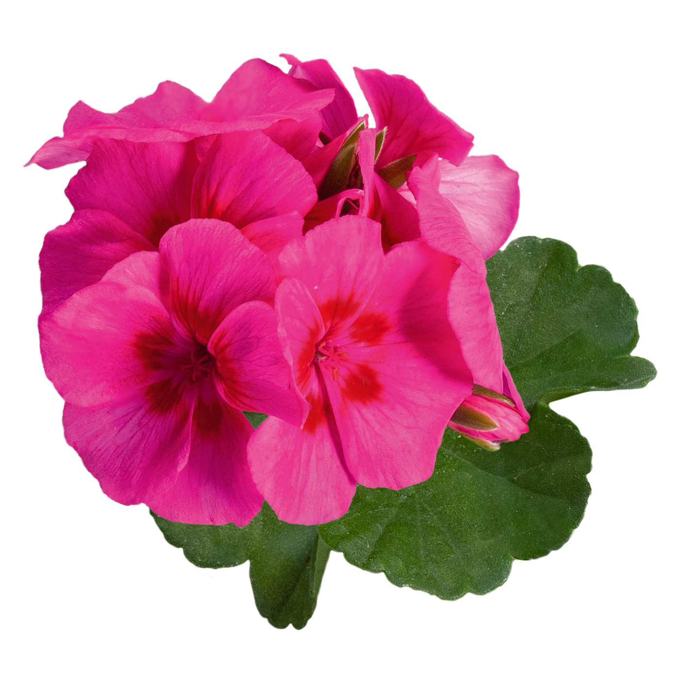 pac twoinone hot pink splash 10958 bluete cmyk pac twoinone hot pink splash 10958 bluete cmyk